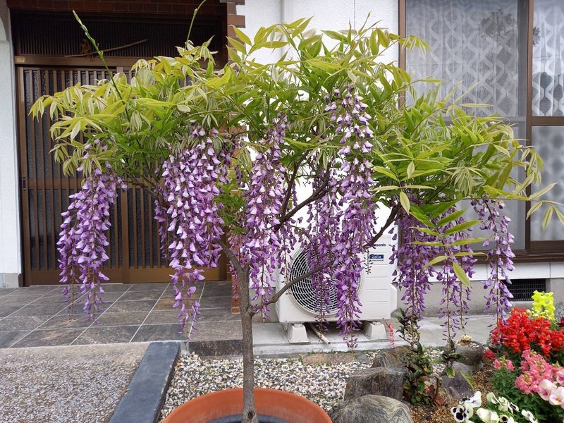 あべ園丁の画像